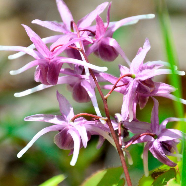 Horny Goat Weed in Alpha Honey